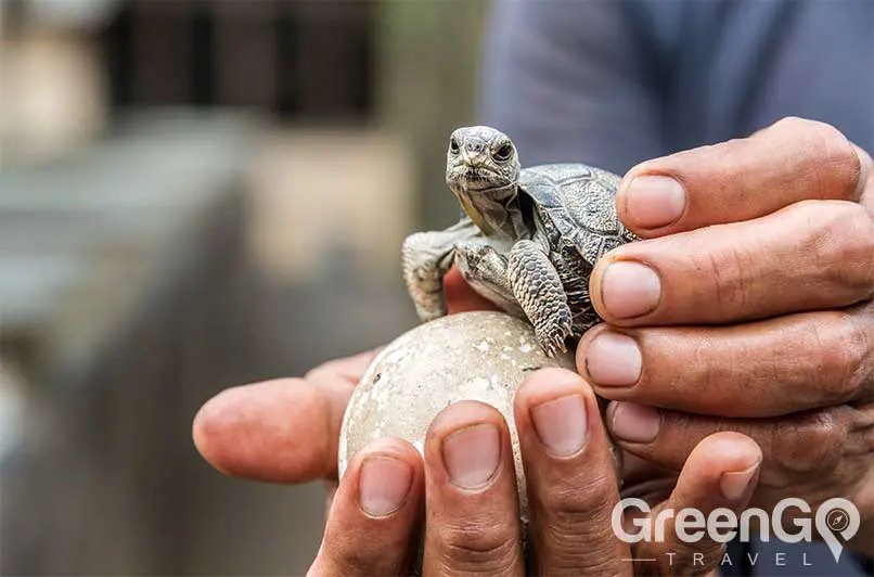 How-many-galapagos-tortoises-are-there-baby-tortoise