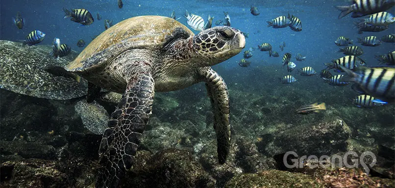 peru-ecuador-and-galapagos-tours-galapagos-tortoise
