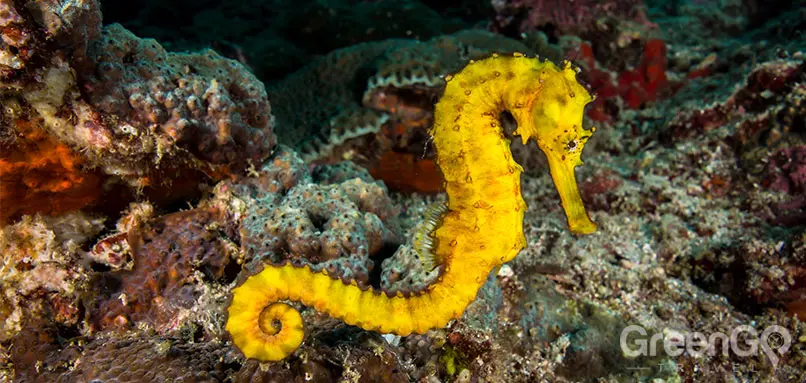 Scuba-Diving-and-Snorkeling-in-the-Galapagos-Giant-School-of-Fish-in-Galapagos-Yellow-Seahorse