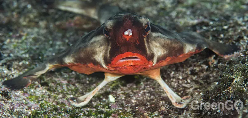 Scuba-Diving-and-Snorkeling-in-the-Galapagos-Red-Lip-Bat-Fish