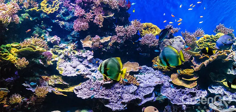 Galapagos Reef