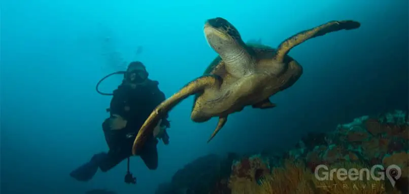Scuba-Diving-and-Snorkeling-in-the-Galapagos-Sea-Turtle