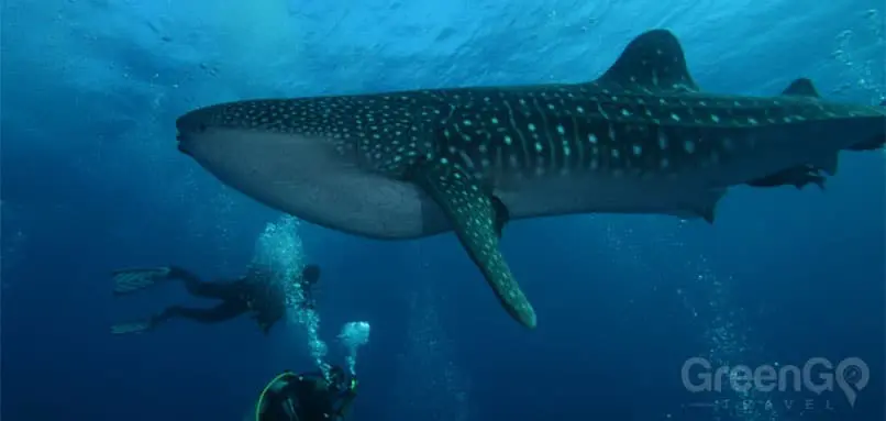 galapagos-snorkeling-and-scuba-diving-guide/scuba-diving-and-snorkeling-in-the-galapagos-whale-shark