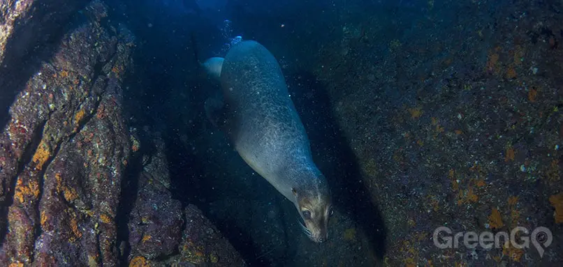 Scuba-Diving-and-Snorkeling-in-the-Galapagos-sea-lion