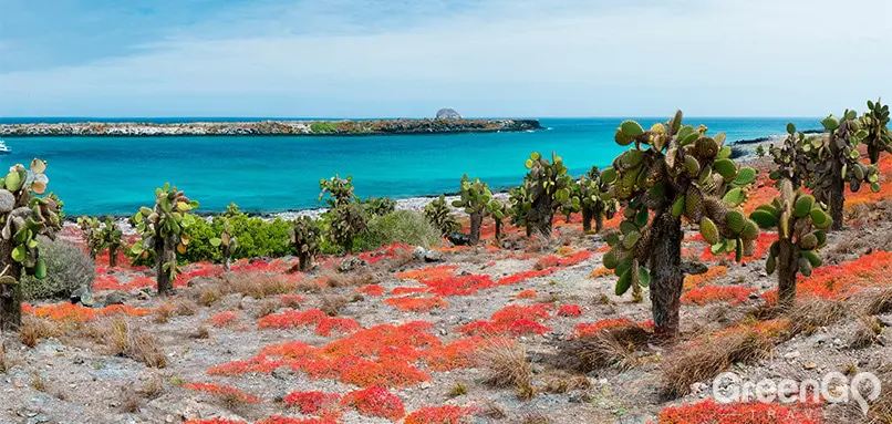 Why go to the Galapagos islands - South Plaza Island