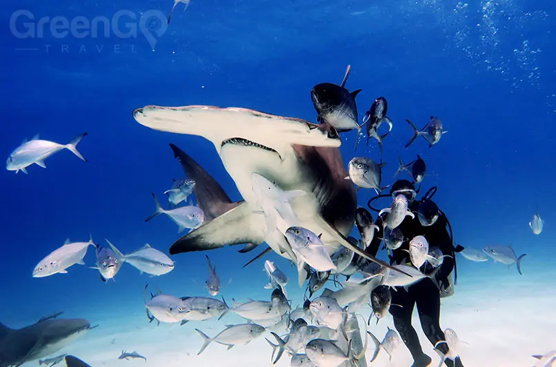 Disney Galapagos cruise - hammerhead shark