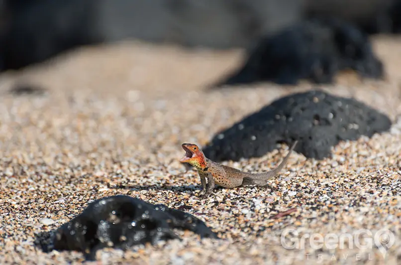 Best time to visit Galapagos to avoid seasickness