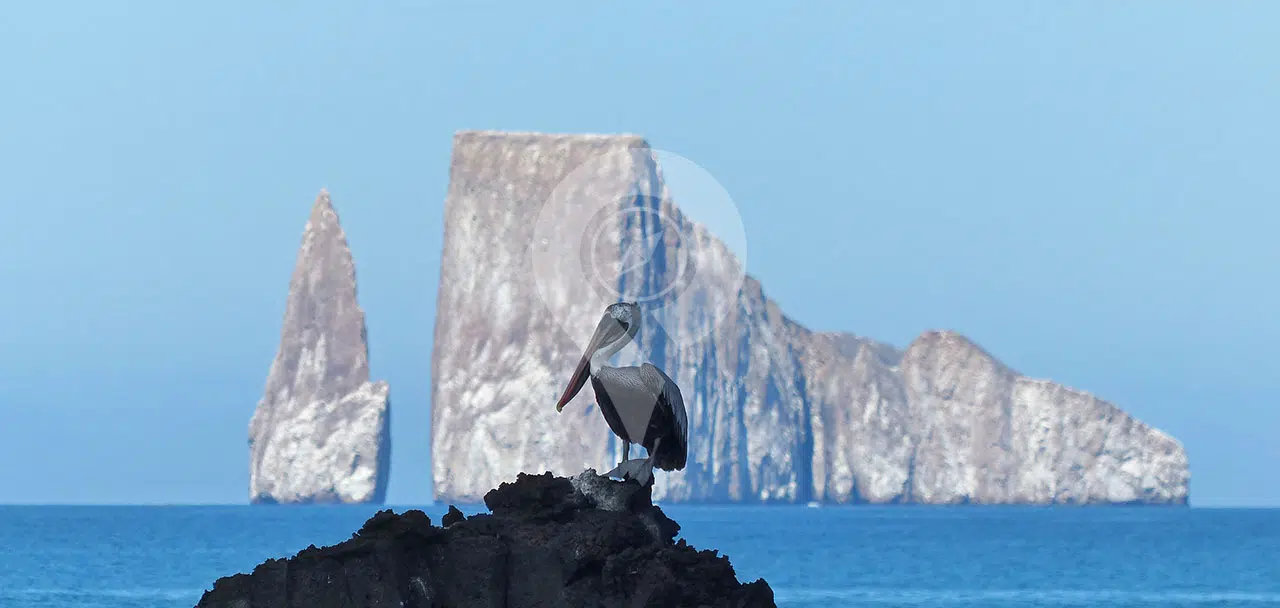 kicker rock tour