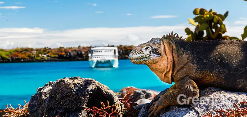 Galapagos Cruise Charter Guide