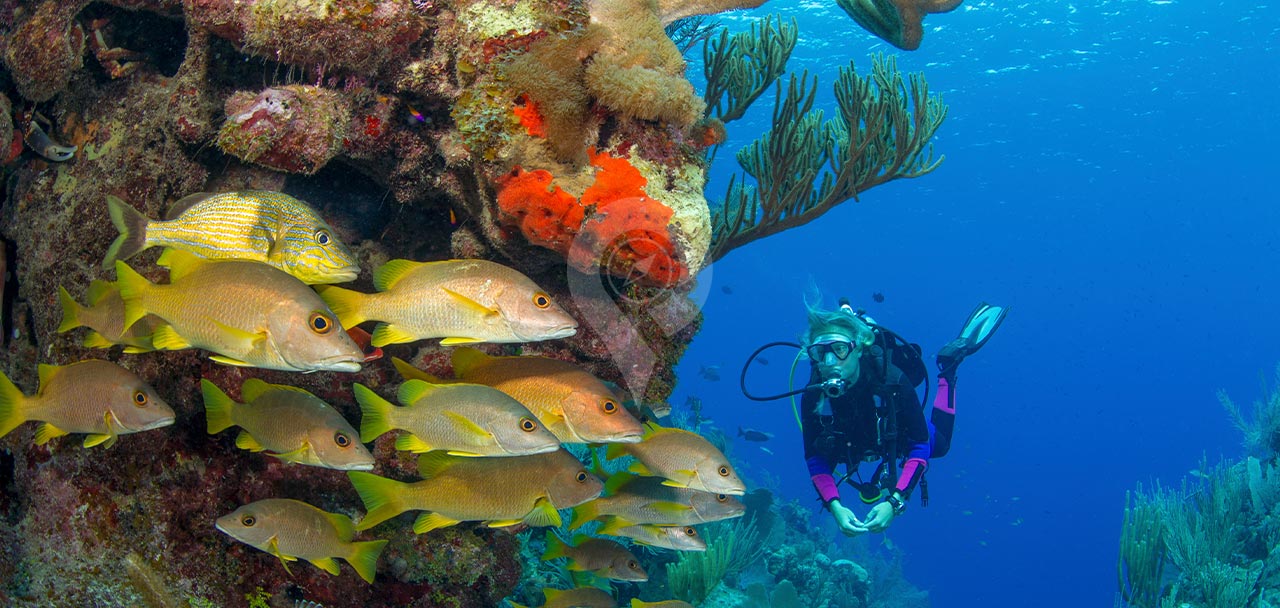 Galaxy-Diver-Galapagos-Yacht Diving Experience