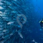 Galaxy-Diver-Galapagos-Yacht-Diving-with-Fish