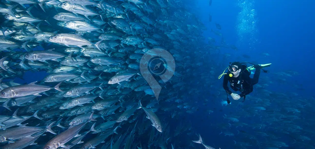 Galaxy-Diver-Galapagos-Yacht-Diving-with-Fish