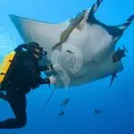 Galaxy-Diver-Galapagos-Yacht-Diving-with-Rays