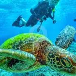 Galaxy-Diver-Galapagos-Yacht-Diving-with-Sea-Turtles