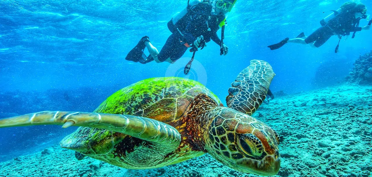 Galaxy-Diver-Galapagos-Yacht-Diving-with-Sea-Turtles