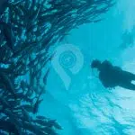 Galaxy-Diver-Galapagos-Yacht-School-of-Fish