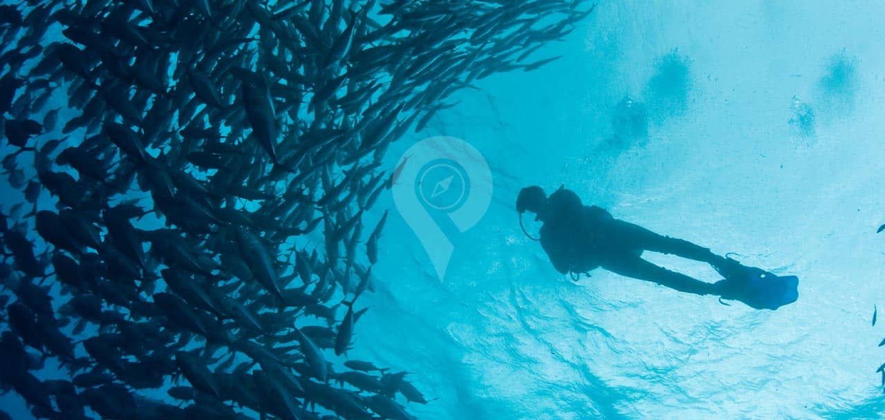 Galaxy-Diver-Galapagos-Yacht-School-of-Fish