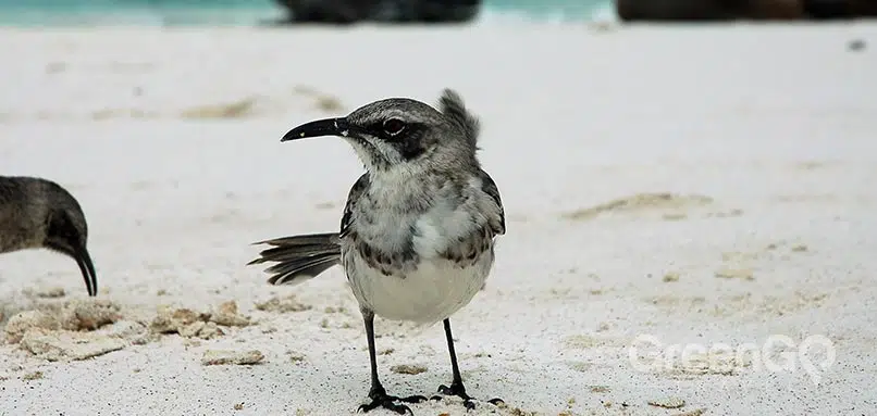 Galapagos-Floreana-Island-Mockingbird
