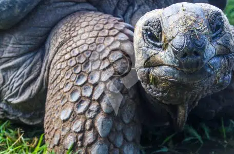Things-to-do-in-the-Galapagos---Tortoise