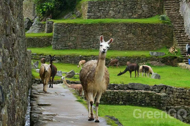 Weather-in-Machu-Picchu---llama