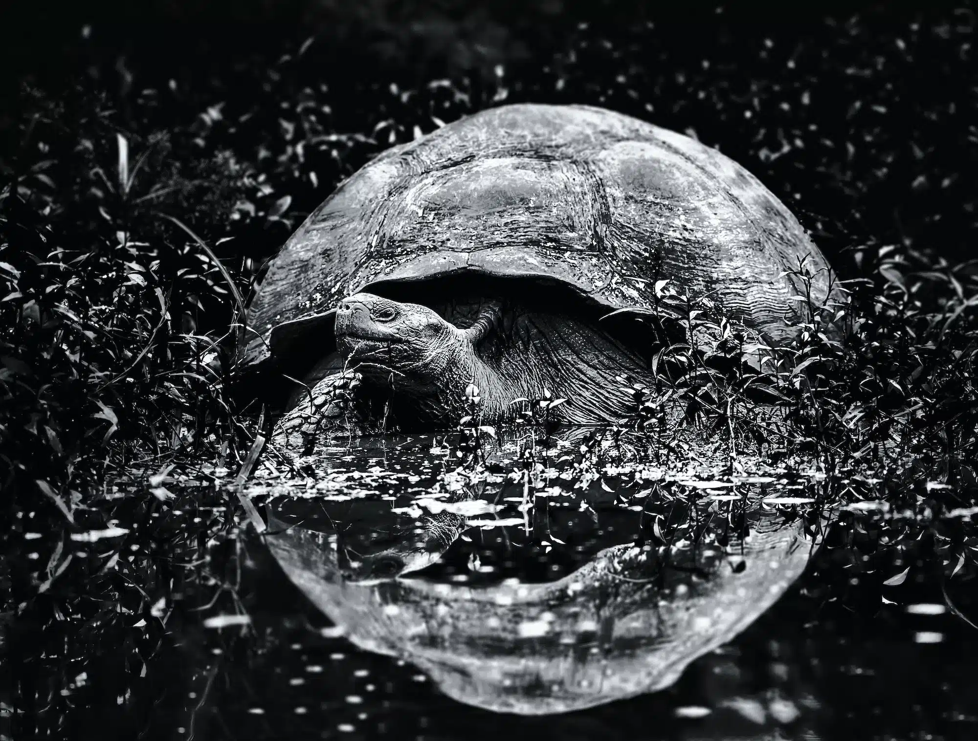 A large Galapagos tortoise in splashing water, a reflection of its shell in the water surface.