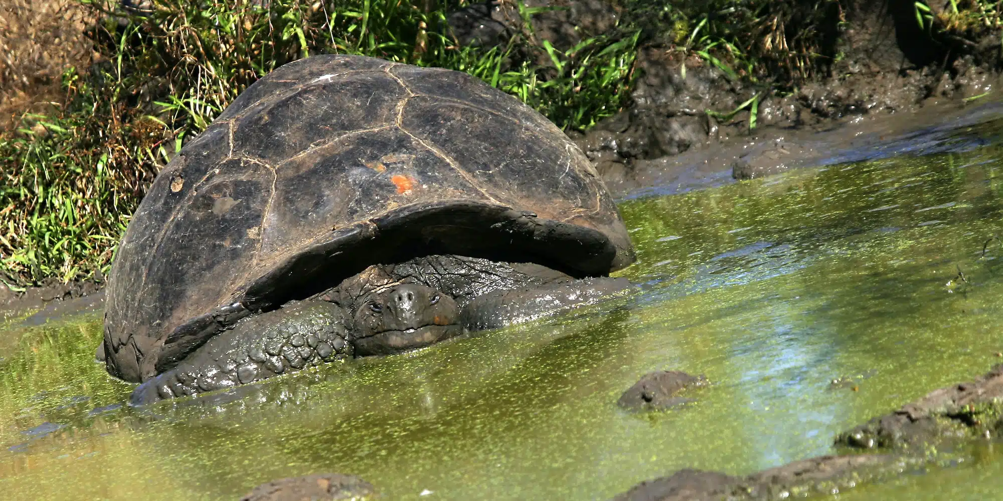 Galápagos Giant Tortoise, Galápagos National Park, Ecuador