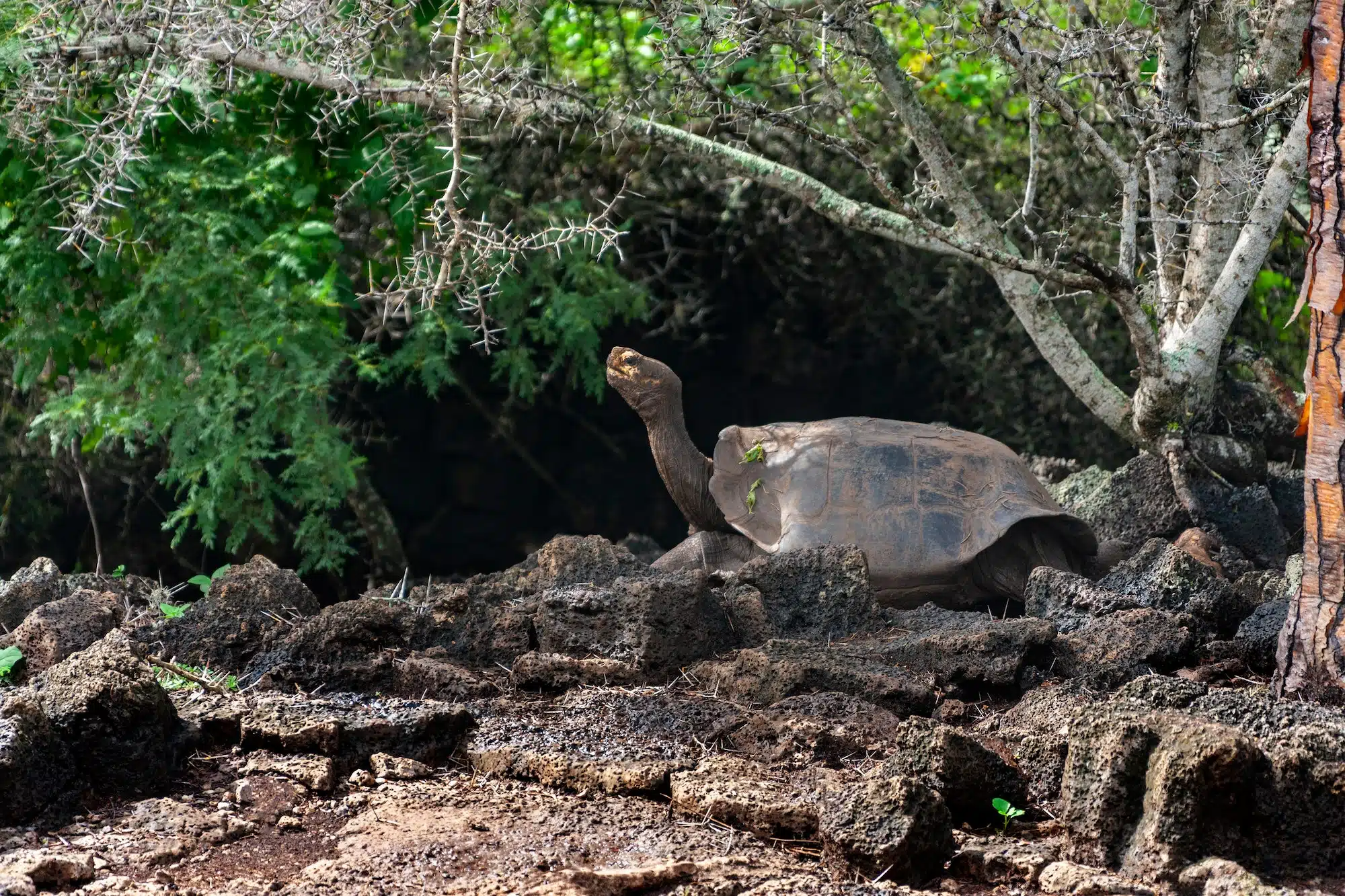 Giant Galapagos Tortoise - Santa Cruz Island in the Galapagos Islands