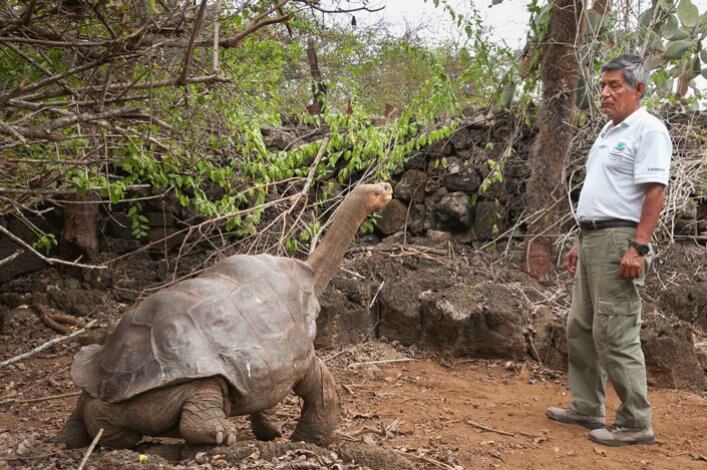 Fausto Llerena and Lonesome George at the Breeding Center where he remained for 40 years. Photo by: Tui de Roy.