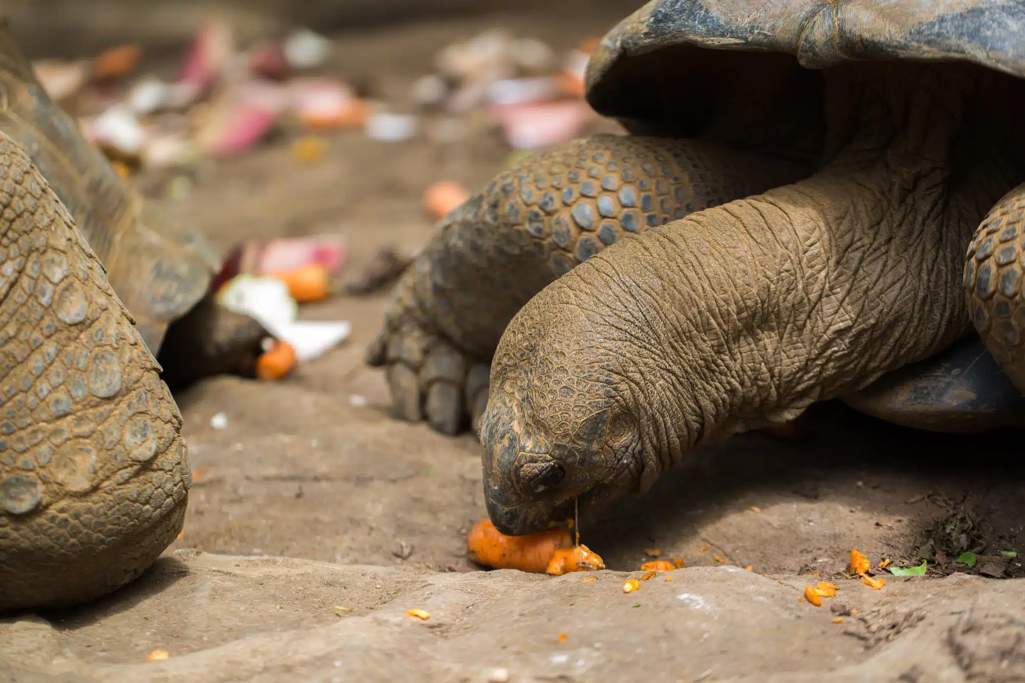 Many giant tortoises eat vegetables. Mauritius, La vanille
