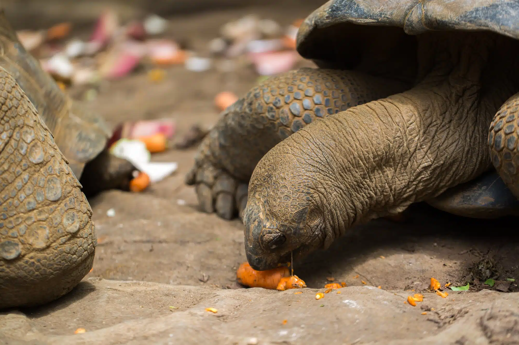 The Ultimate Guide to the Majestic Galapagos Giant Tortoise - Introduction
