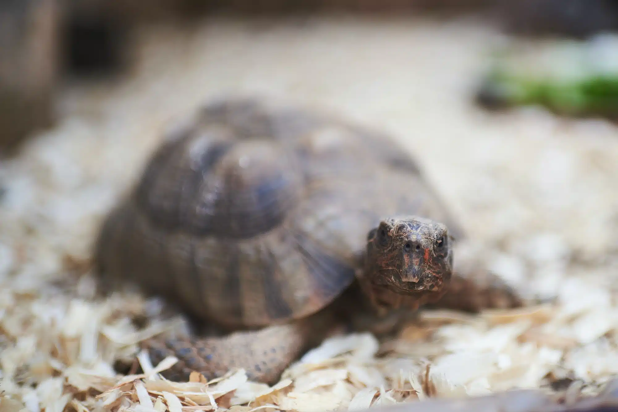 Portrait of a tortoise with the focus on the face