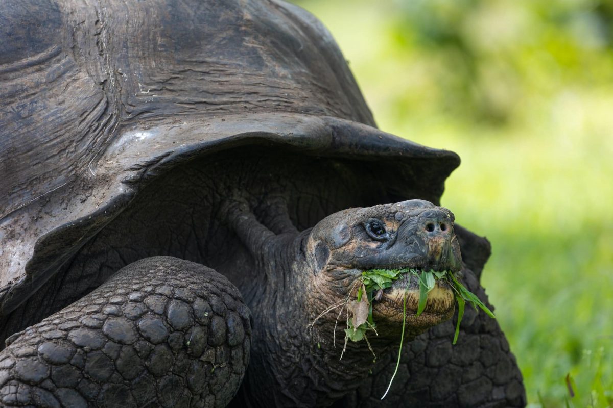 The Galápagos Tortoise is the largest tortoise in the world.