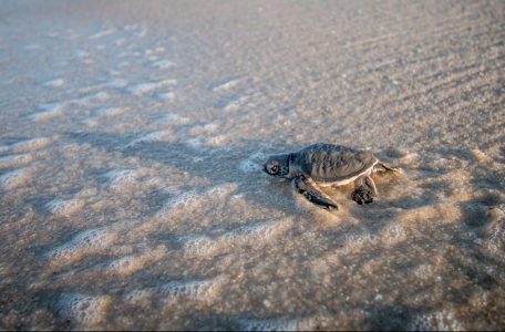 best time to visit Galapagos. Baby Green sea turtle on the beach.