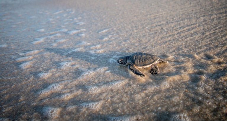 best time to visit Galapagos. Baby Green sea turtle on the beach.