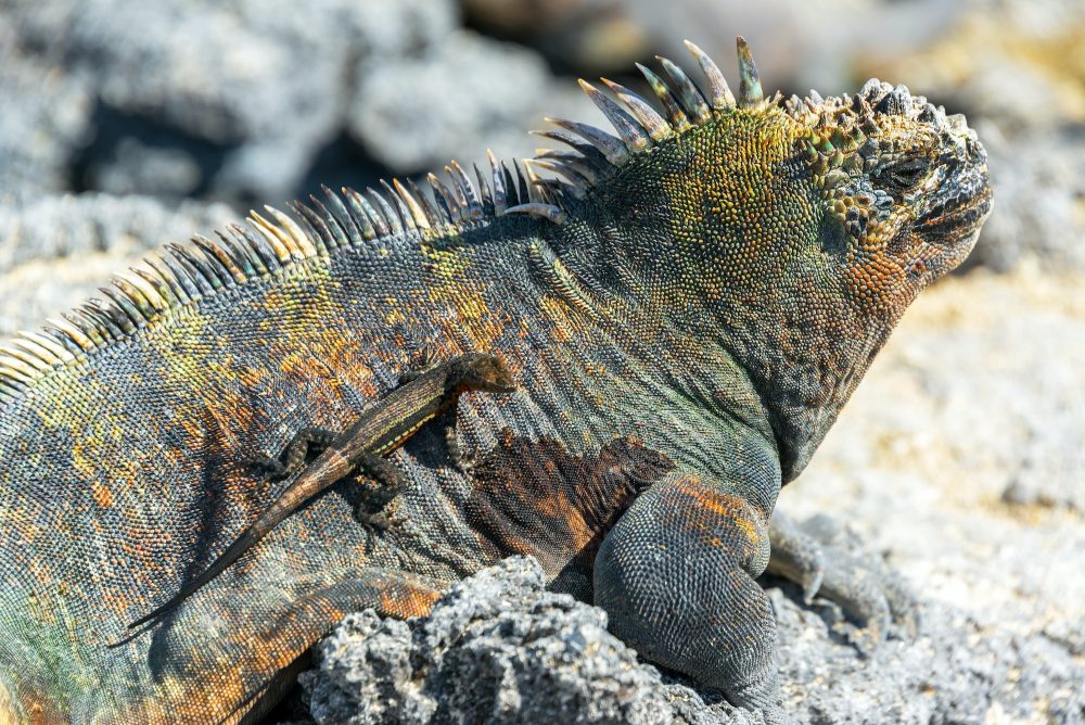 Lizard on an Iguana in Galapagos