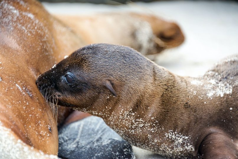 Best time to visit Galapagos - Sea Lion Baby Feeding