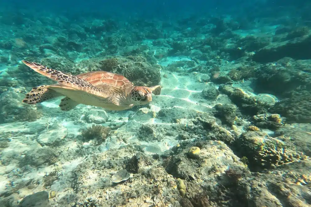 Turtle swimming on the sea