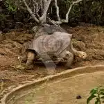 Galapagos-Getaway-Charles-Darwin-Station