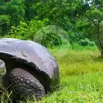 Galapagos-Getaway-Highlands