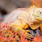 Galapagos-Getaway-Land-Iguana-in-South-Plazas