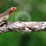 Galapagos-Getaway-Lava-Lizard-in-Santa-Cruz