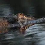 Galapagos-And-Amazon-Rainforest-Black-Caiman