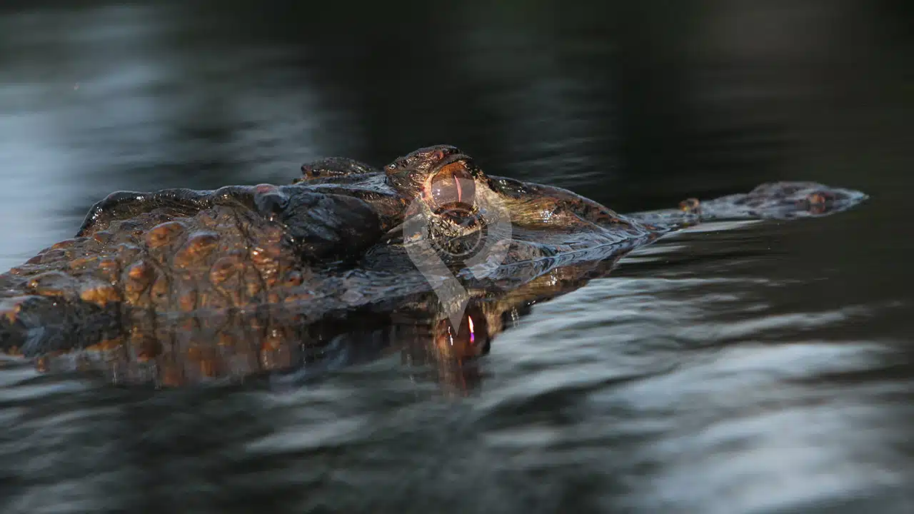 Galapagos-And-Amazon-Rainforest-Black-Caiman