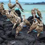 Galapagos-And-Amazon-Rainforest---Blue-Footed-Boobies
