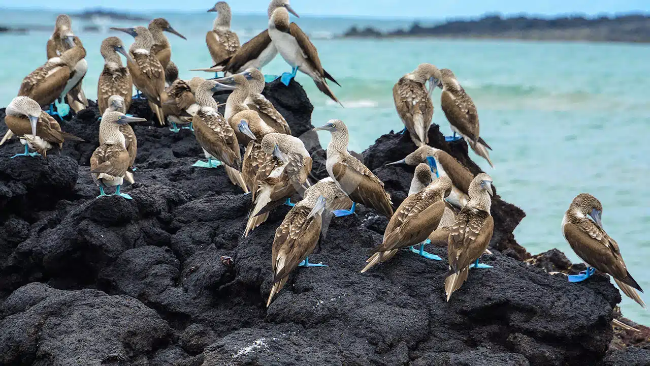 Galapagos-And-Amazon-Rainforest---Blue-Footed-Boobies
