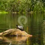 Galapagos-And-Amazon-Rainforest---Charapa-Amazon-Turtle