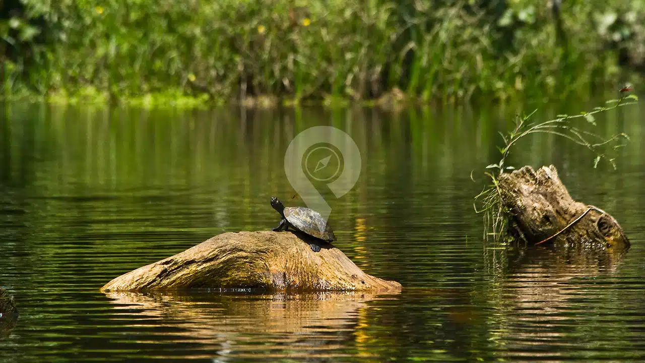 Galapagos-And-Amazon-Rainforest---Charapa-Amazon-Turtle