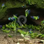 Galapagos-And-Amazon-Rainforest---Clay-Lick