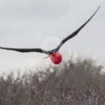 Galapagos-And-Amazon-Rainforest---Frigate-Bird-Hill