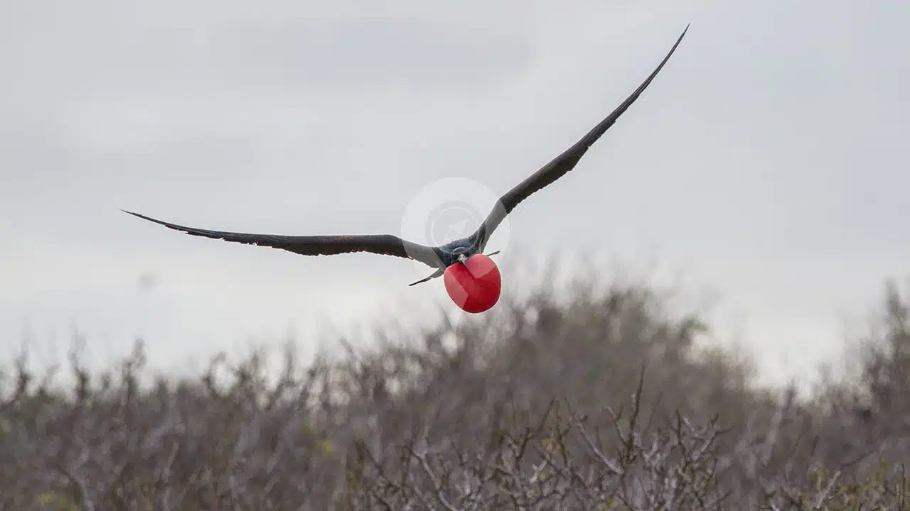 Galapagos-And-Amazon-Rainforest---Frigate-Bird-Hill